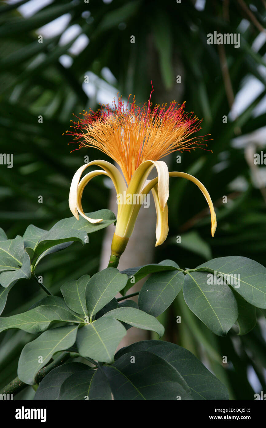 Guiana Chestnut Tree Flower, Pachira aquatica, Malvaceae, Central and South America Stock Photo