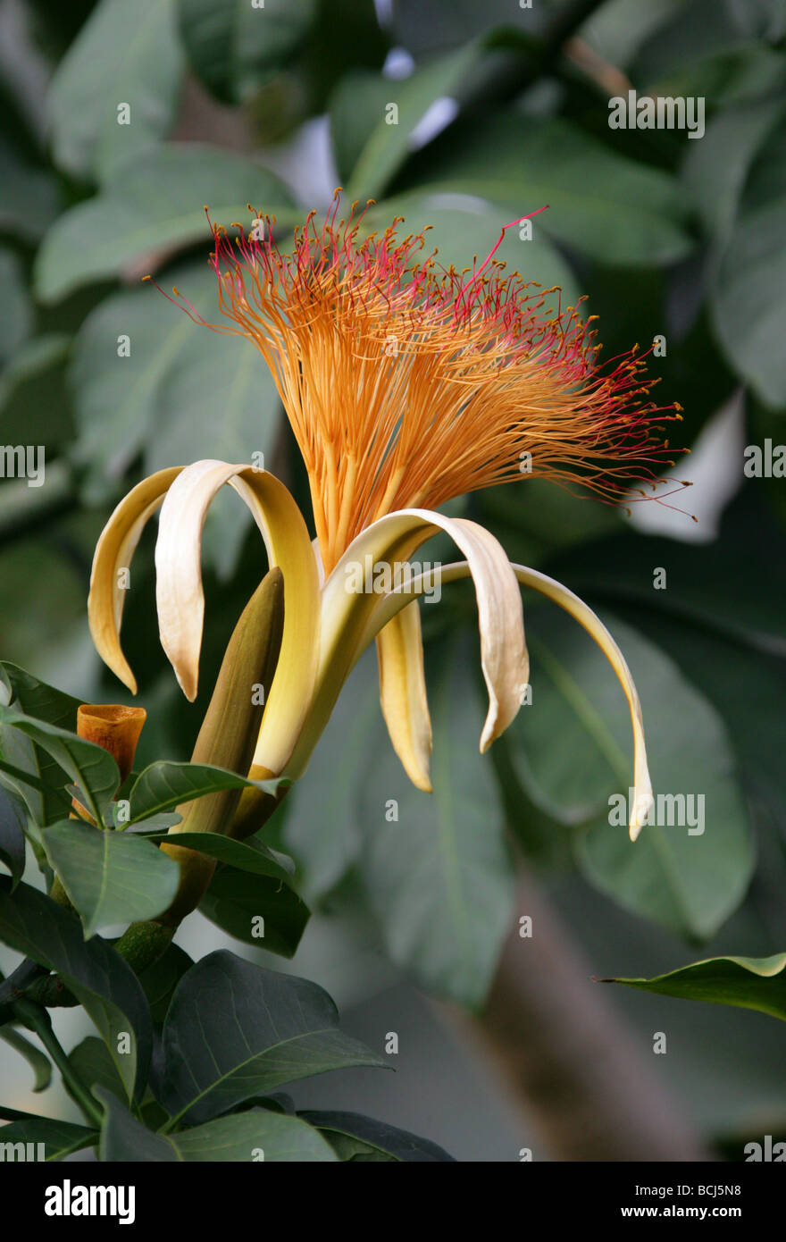 Guiana Chestnut Tree Flower, Pachira aquatica, Malvaceae, Central and South America Stock Photo