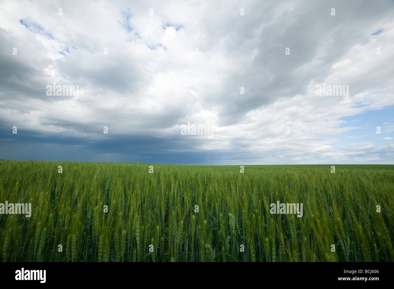 Green wheat field under dramatic cloudy sky Stock Photo - Alamy