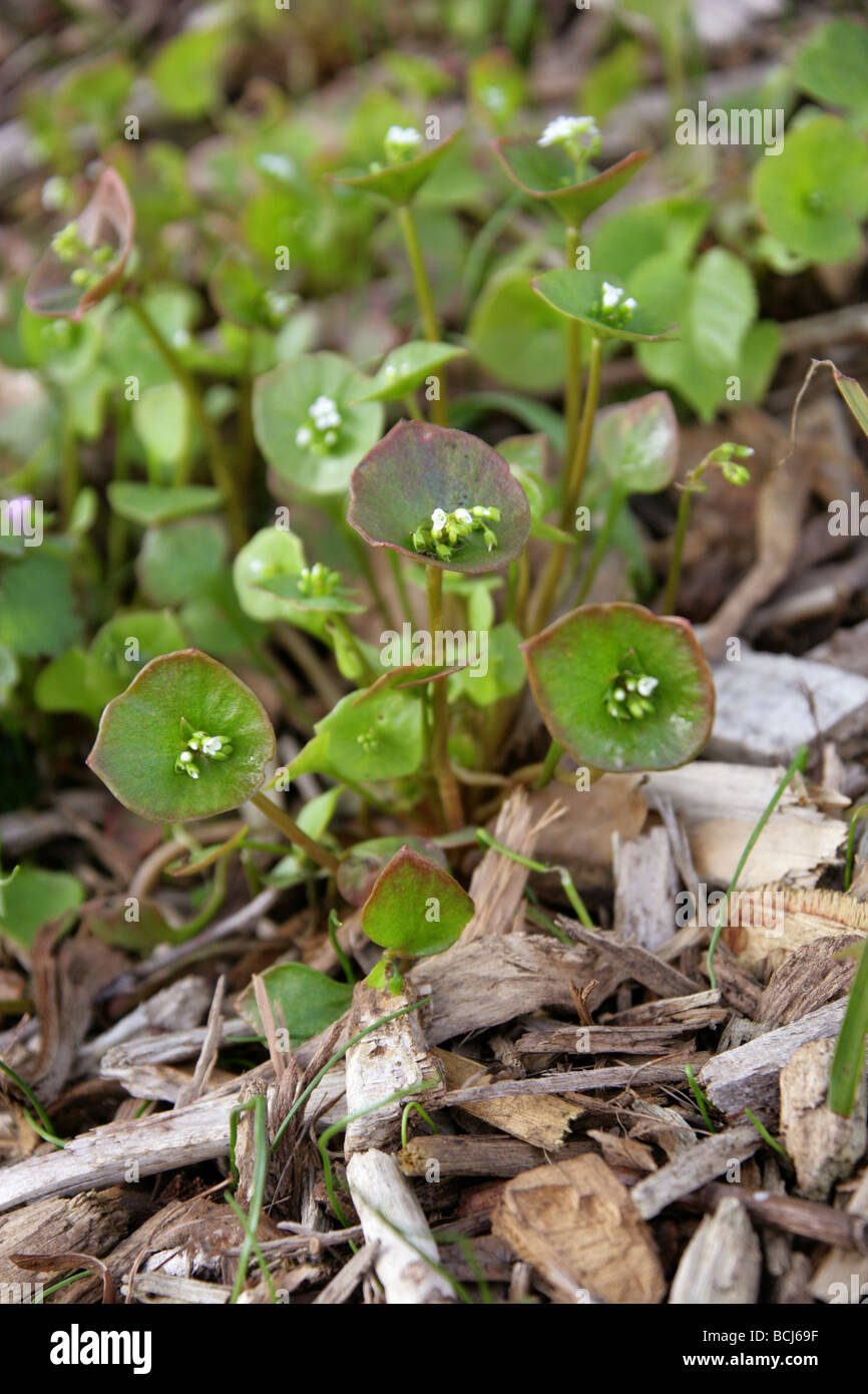 Miner's Lettuce, Winter Purslane, Spring Beauty or Indian Lettuce, Claytonia perfoliata syn Montia perfoliata, Portulacaceae Stock Photo