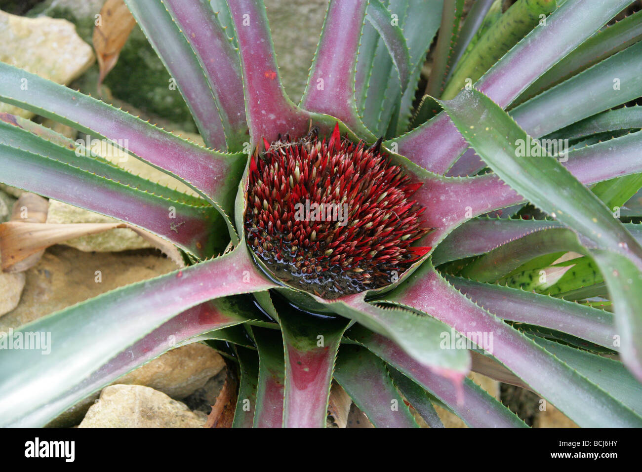 Wittrockia superba, Bromeliaceae, Central and South America Stock Photo