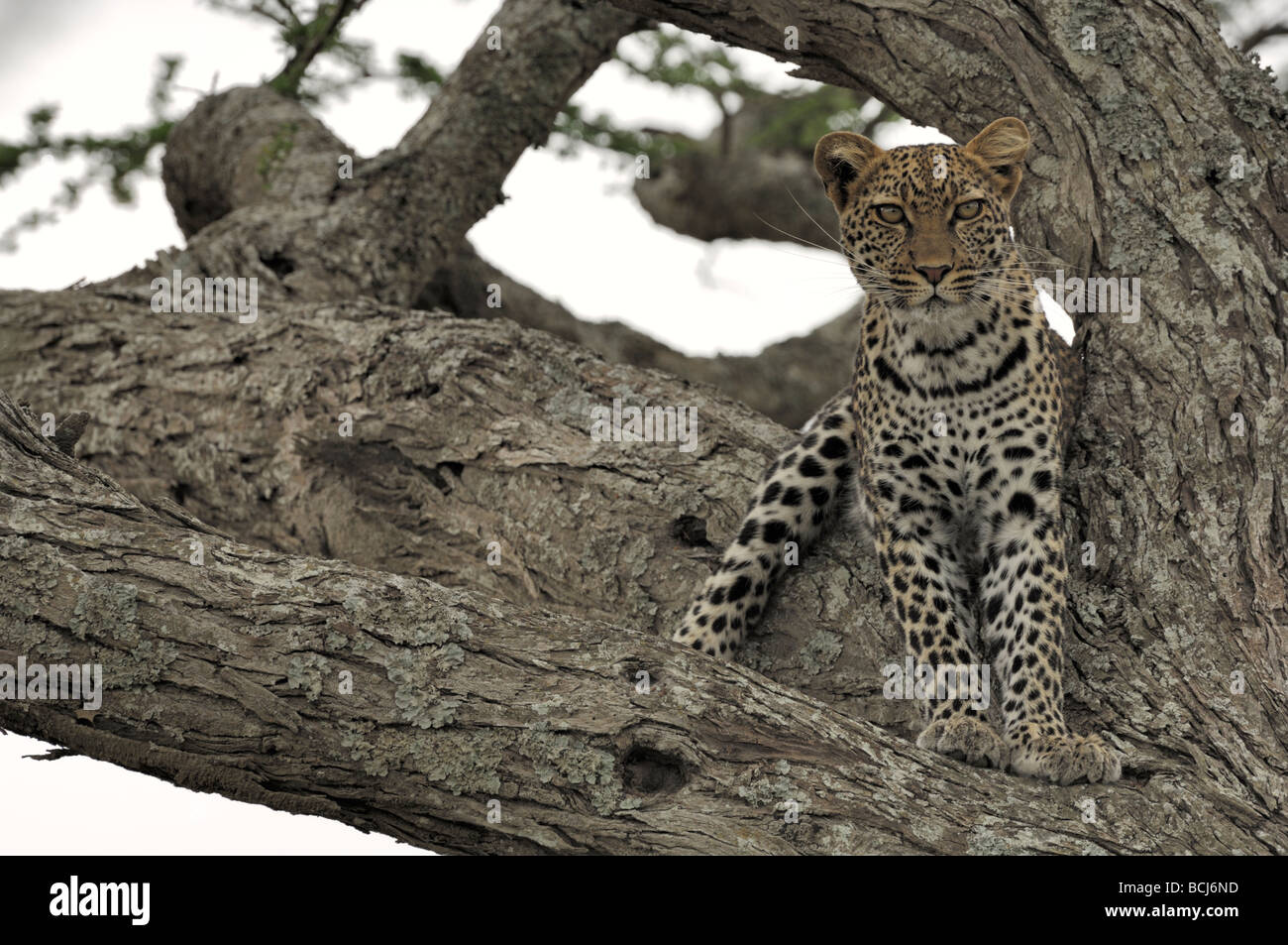 Stock photo of a leopard resting in a large acacia tree, Ndutu, Ngorongoro Conservation Area, Tanzania, February 2009. Stock Photo
