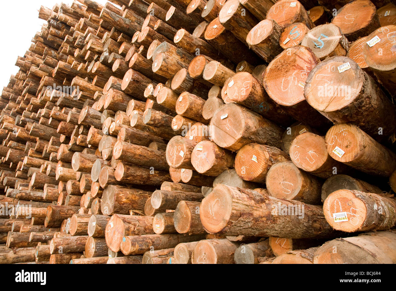 Stacks of logs at lumber mill Eureka California USA Stock Photo