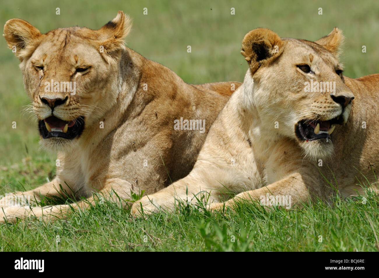 Stock photo of lion siblings resting together, Serengeti National Park, Tanzania, February 2009. Stock Photo