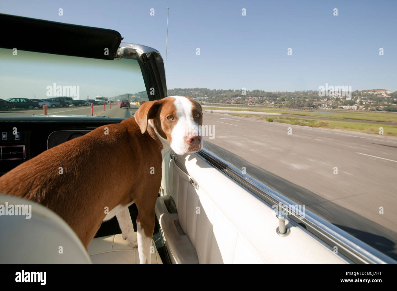 Dog in passenger seat of convertible automobile car looking at camera