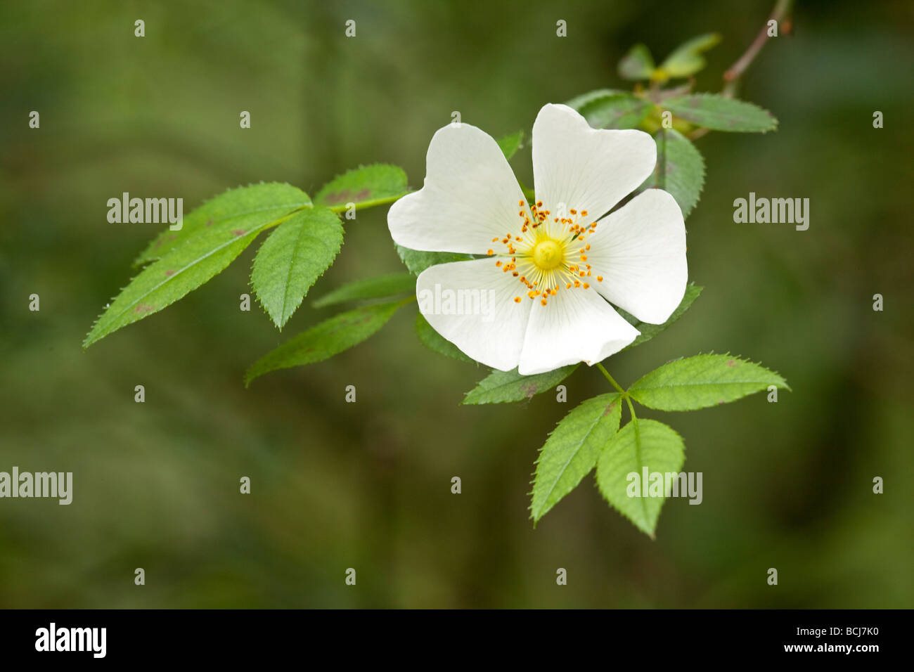 England dog rose hires stock photography and images Alamy