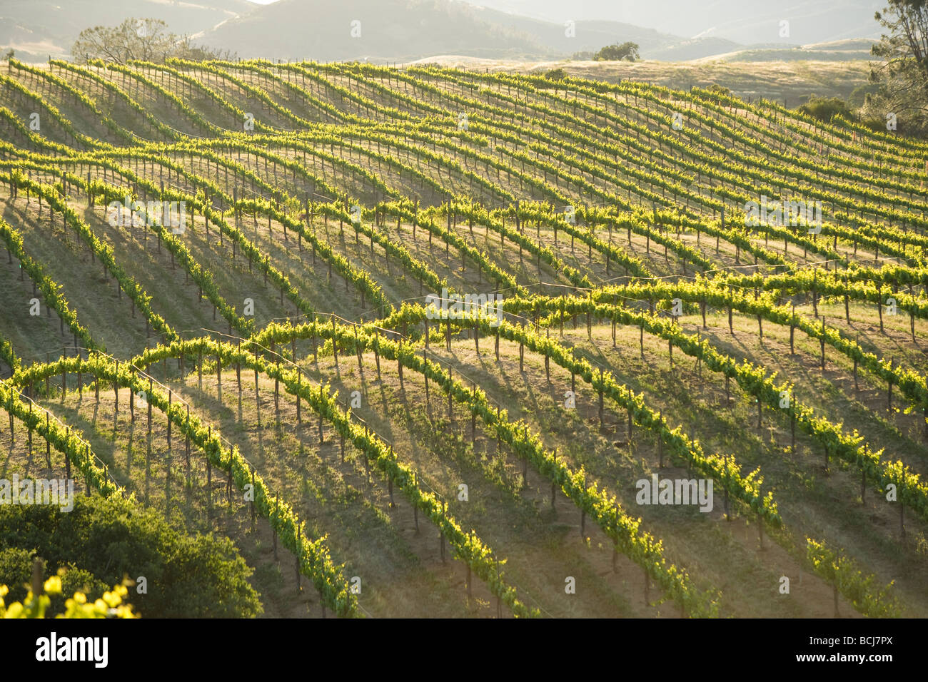 Grape vineyard on rolling undulating hills Near Soledad California USA