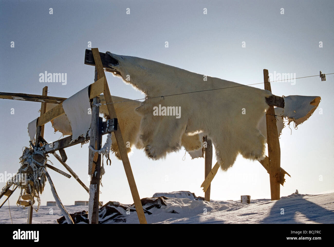Polar Bear Skins Hanging to Dry on Rack Barrow Alaska AR Spring Stock