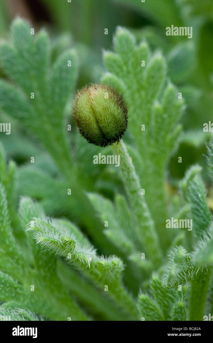 Alpine Poppy Stock Photo
