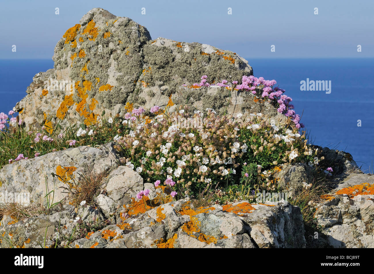 Sea Campion Silene maritima and Thrift or Sea Pink Armeria maritima On rock outcrop Stock Photo