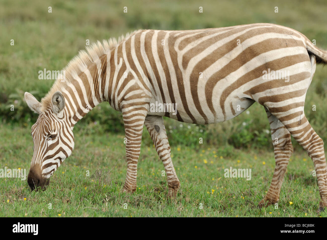 Stock photo of a light color phase zebra grazing, Ndutu, Tanzania, February 2009. Stock Photo