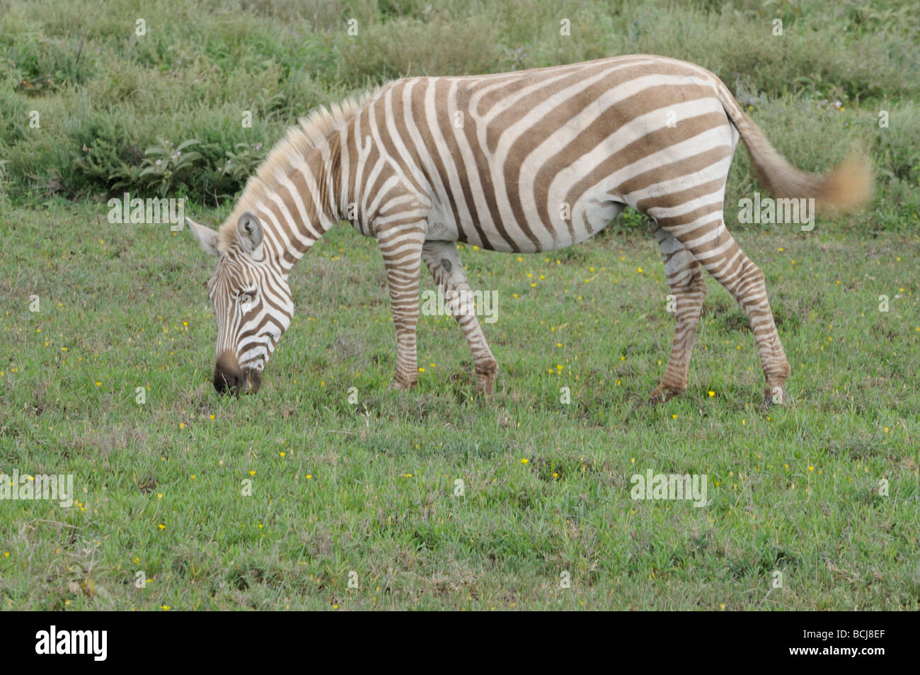 Stock photo of a light-phase zebra grazing, Ndutu, Tanzania, February 2009. Stock Photo