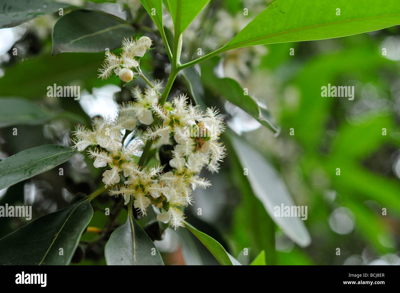 Tristania conferia, flowers. Stock Photo