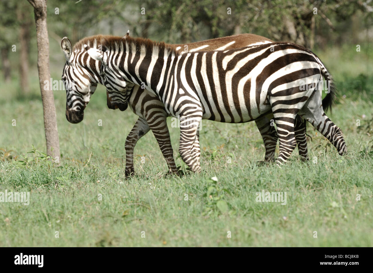 Stock photo of two zebras walking, Serengeti National Park, Tanzania, 2009. Stock Photo