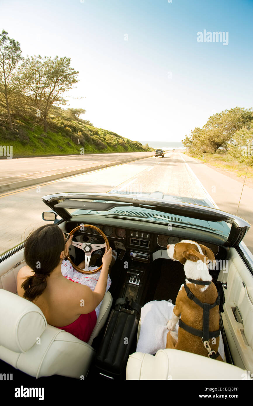 Dog driving convertible car hires stock photography and images Alamy
