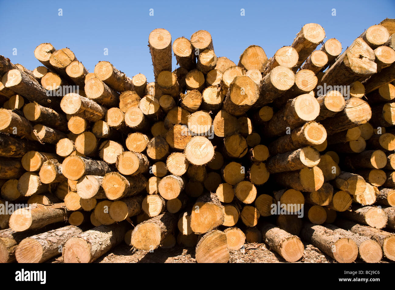 Ends of cut logs stacked in lumber mill yard Stock Photo