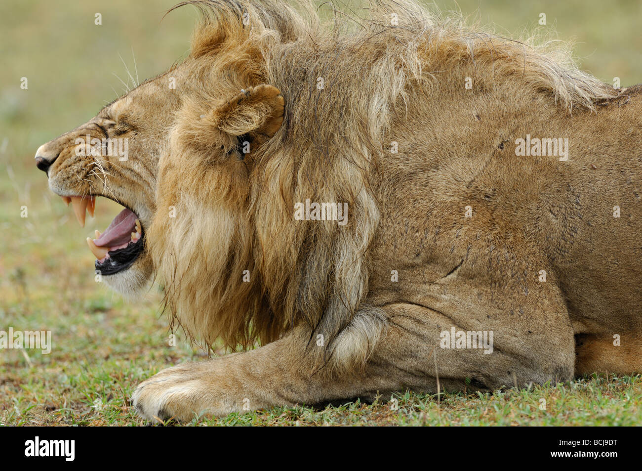 Lion displaying breeding grimace, Ndutu, Tanzania, February, 2009. Stock Photo