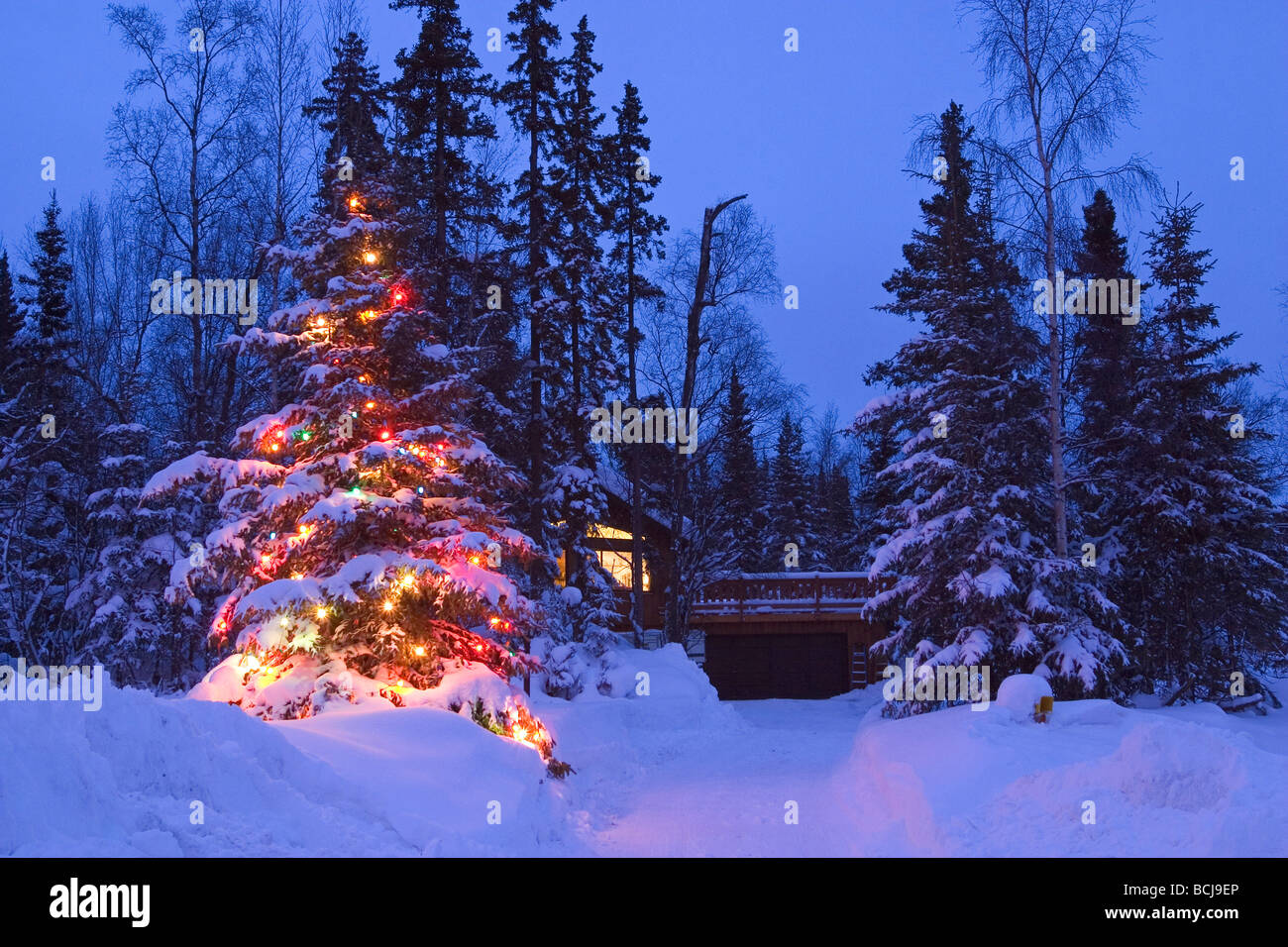 Decorated Christmas Tree Ouside Home Anchorage AK SC Winter Stock Photo