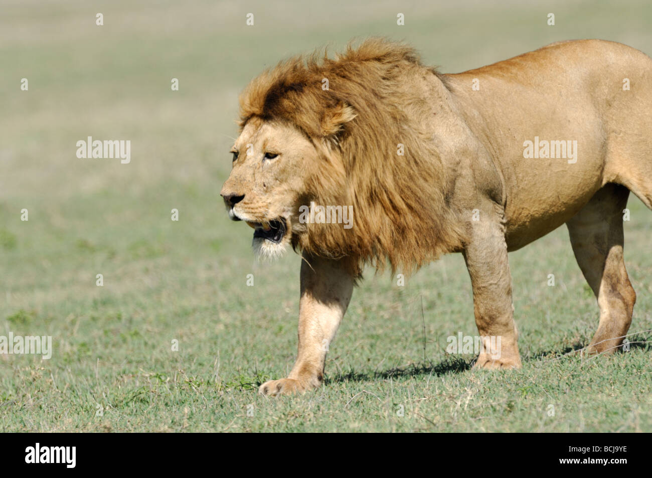 Stock photo of a male lion walking across the short-grass plains of Ngorongoro Crater, Tanzania, February 2009. Stock Photo