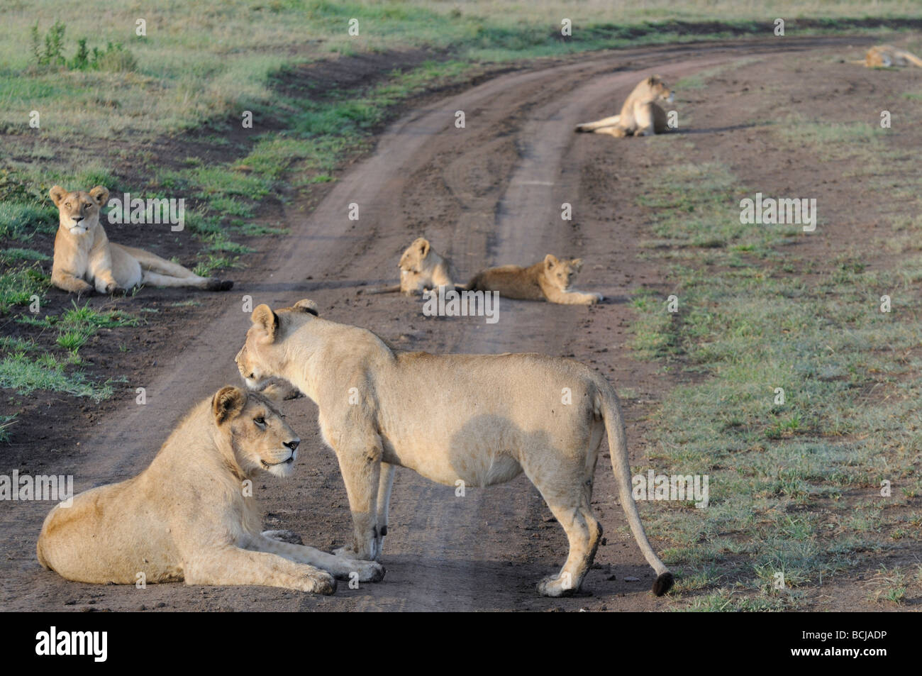 Stock photo of a pride of lions resting in the road, Serengeti National Park, Tanzania, February 2009. Stock Photo