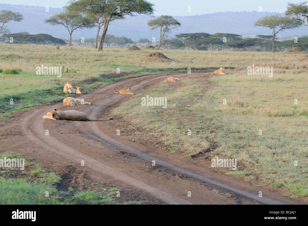 Stock photo of a pride of lions resting in the road, Serengeti National Park, Tanzania, February 2009. Stock Photo