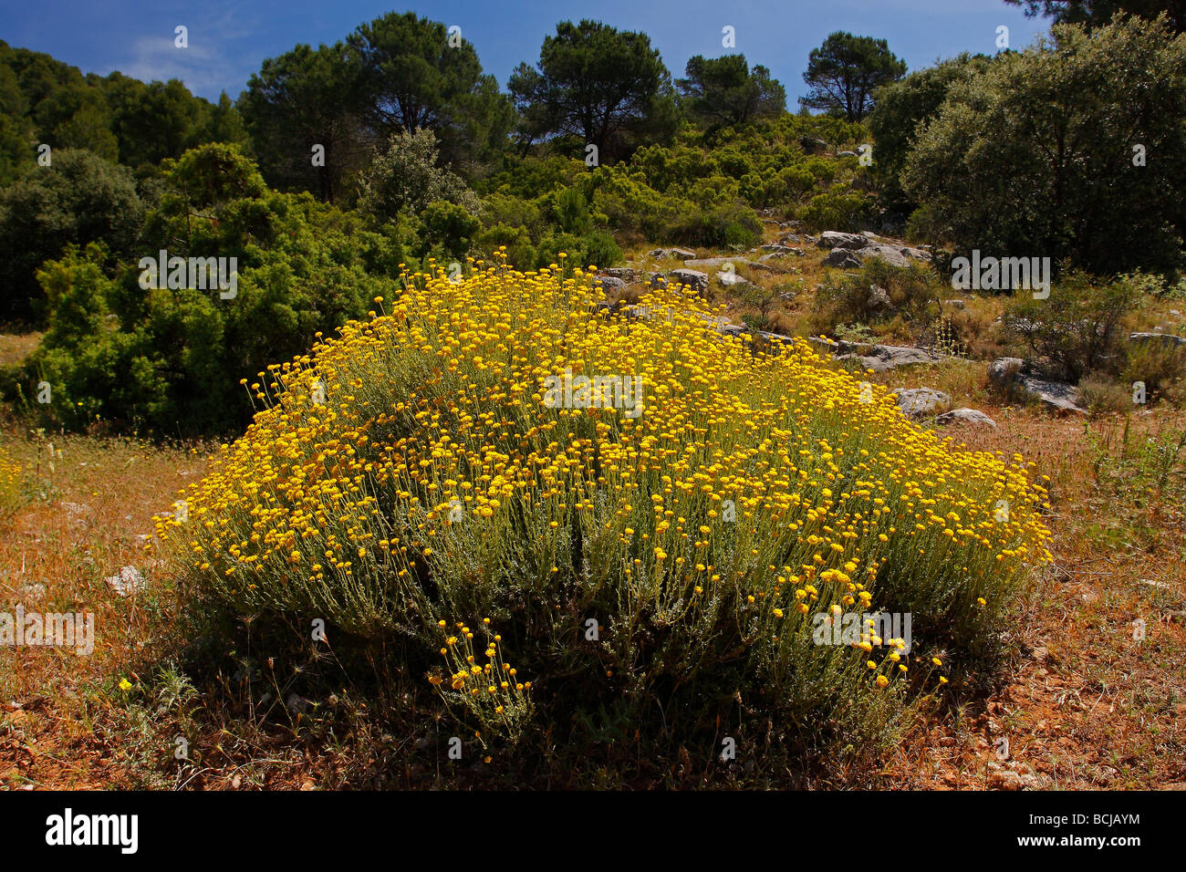 Plant of Lavender cotton Santolina chamaecyparissus Murcia Spain Stock Photo