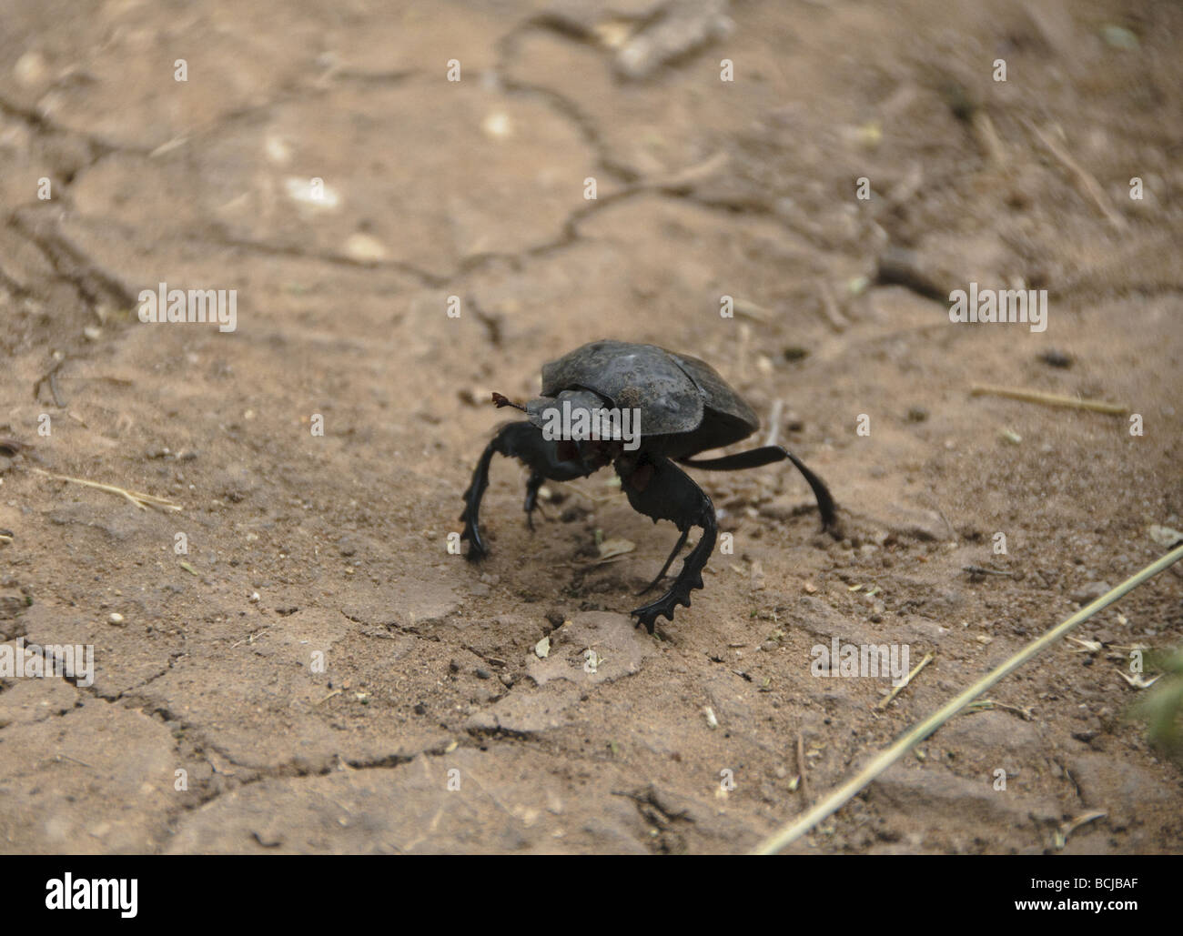 beetle crawling in Waterberg National Park in Namibia Stock Photo