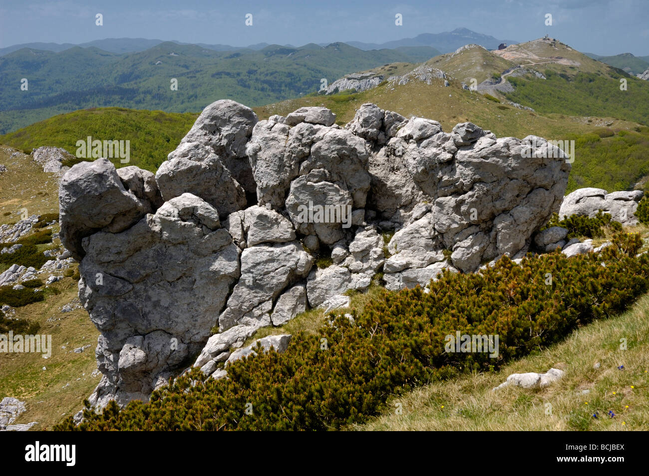 Cracked stone and mountain pine, mountain Guslica in the background, mountain scene in Gorski kotar, Croatia, Europe Stock Photo