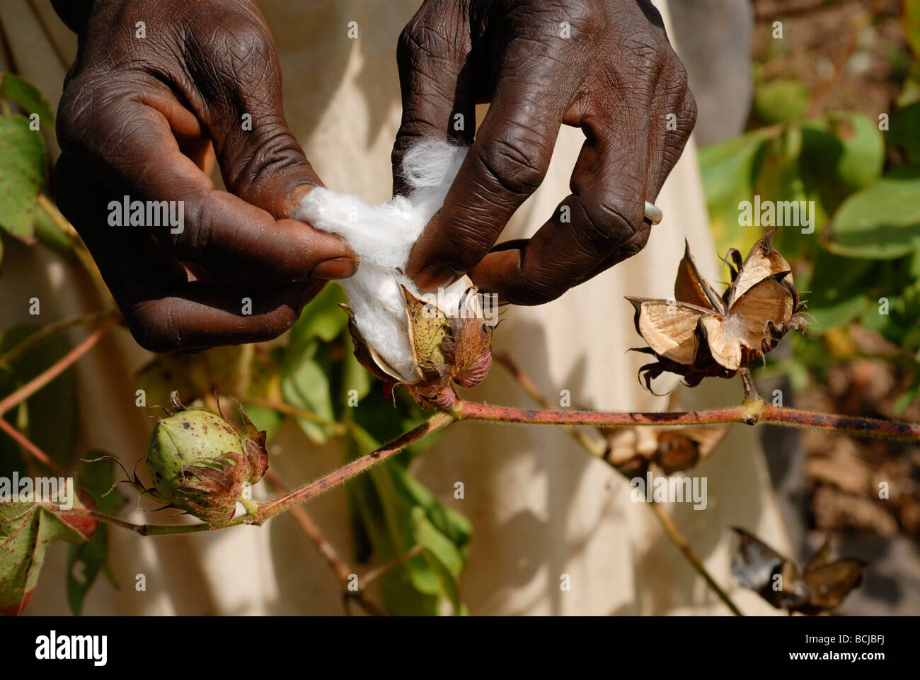 Westafrica, Mali, women harvest organic and fairtrade cotton Stock