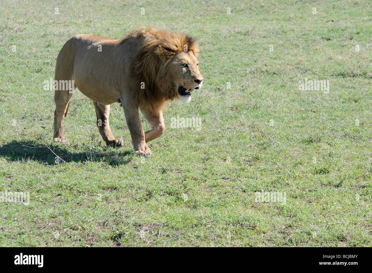 Stock photo of a male lion walking across the short-grass plains of Ngorongoro Crater, Tanzania, February 2009. Stock Photo