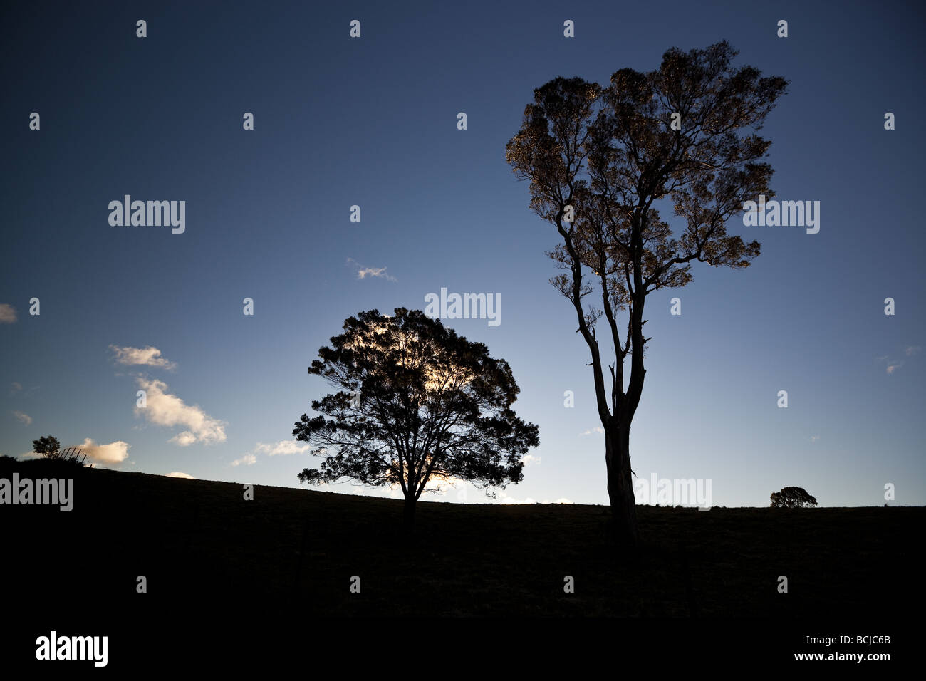 Short & Tall trees Stock Photo Alamy