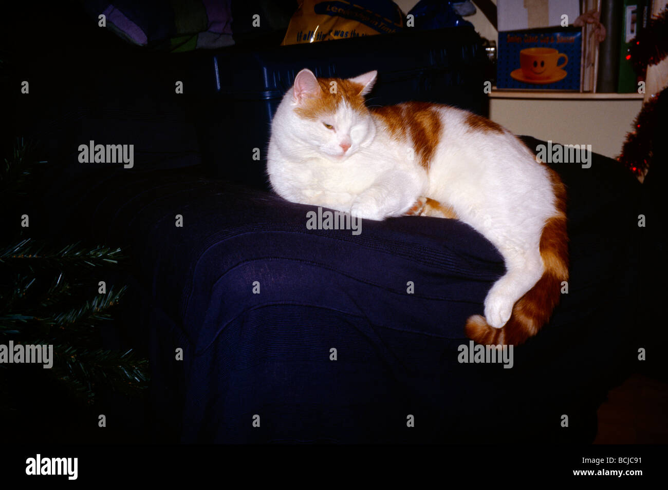 Sleepy Cat Ginger & White Tom Stock Photo