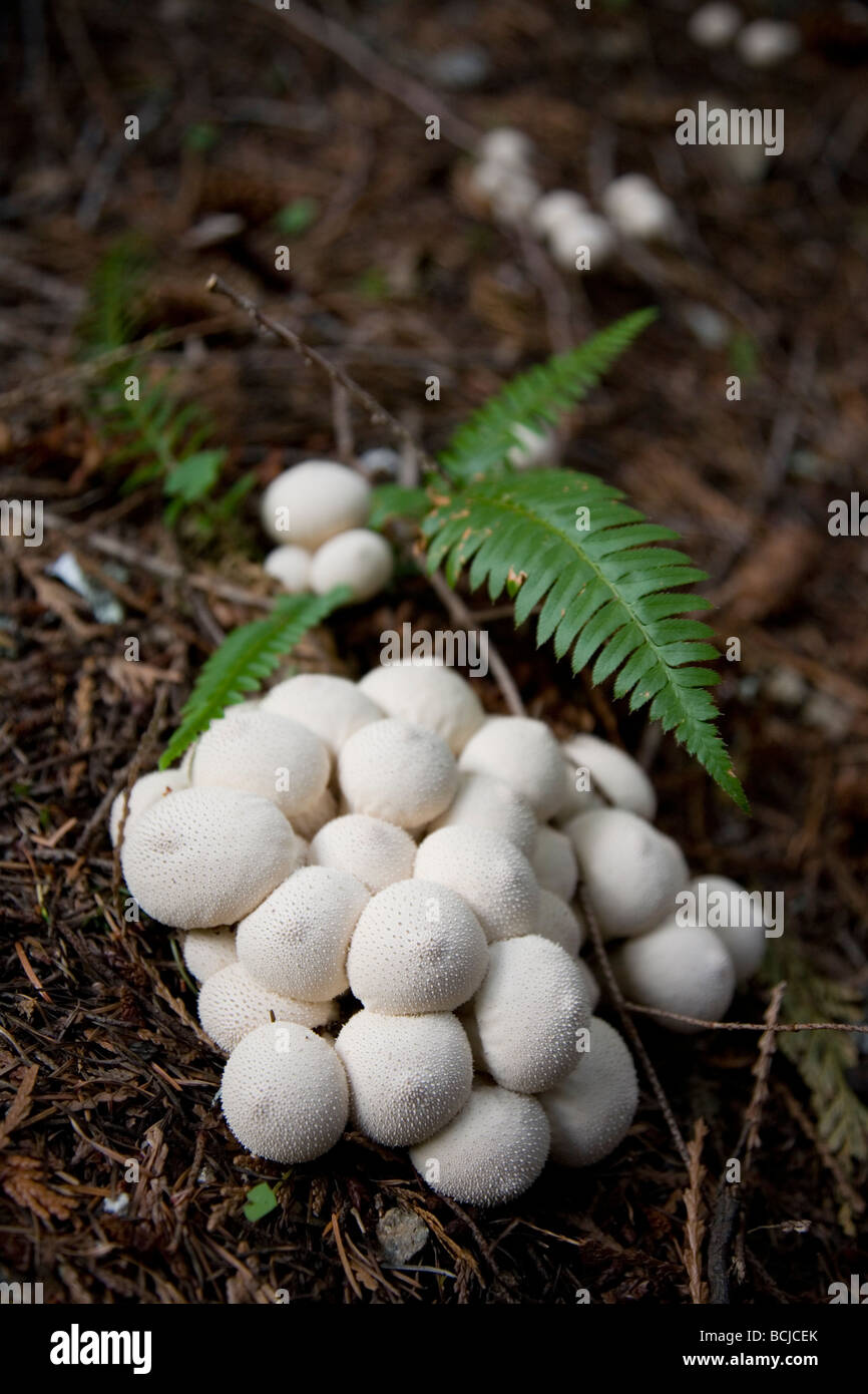 Puffball Mushroom on the Forest Floor Stock Photo