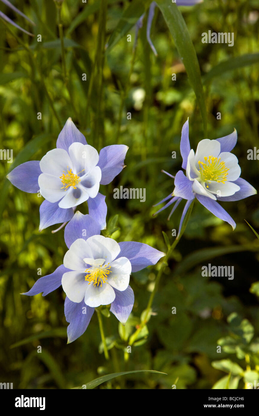 Rocky Mountain Columbine grow in a meadow along the Woods Walk Trail Crested Butte Colorado USA Stock Photo