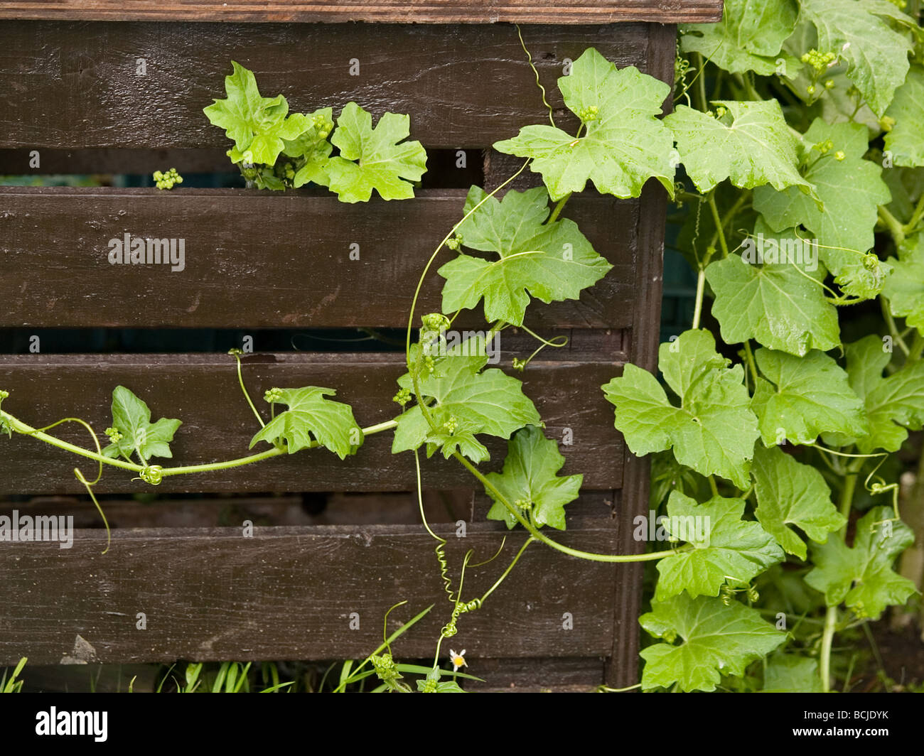 Climbing weed hires stock photography and images Alamy