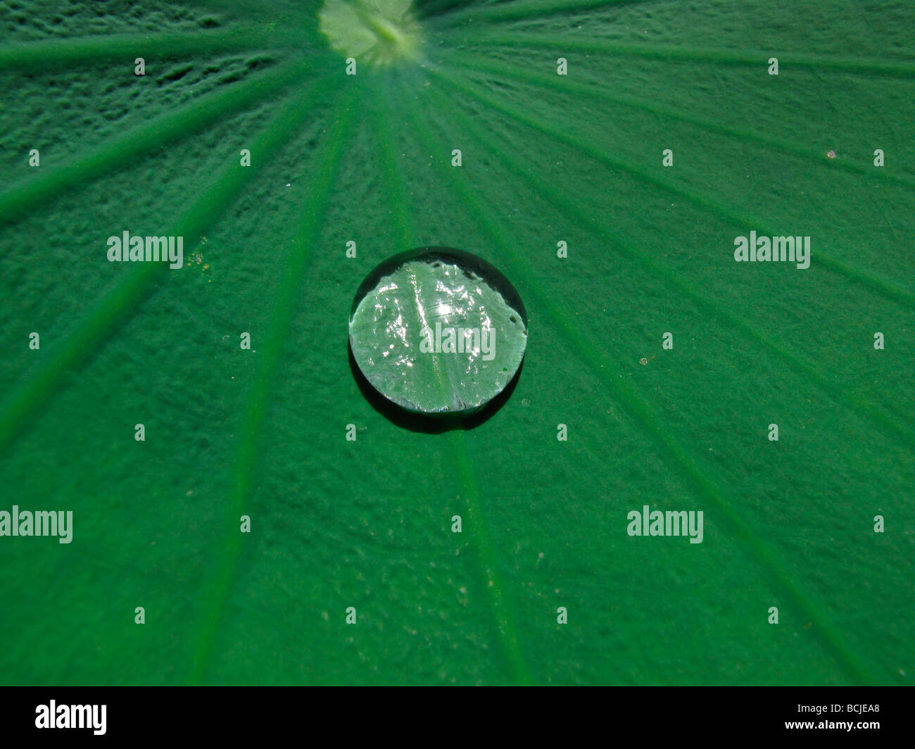 Lotus leaf with water droplet Stock Photo