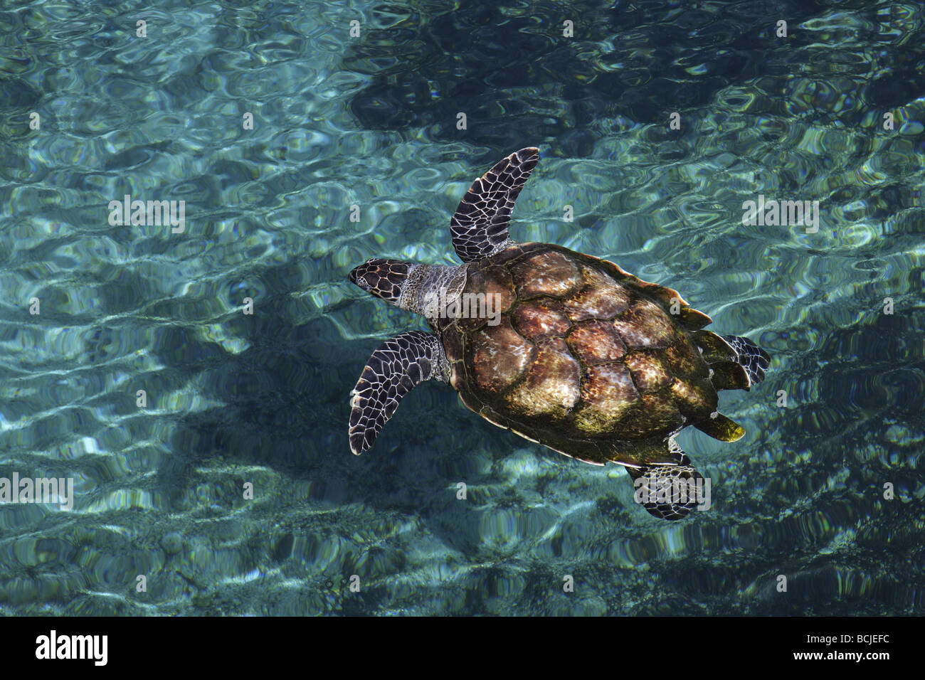 green turtle - Chelonia Mydas Stock Photo