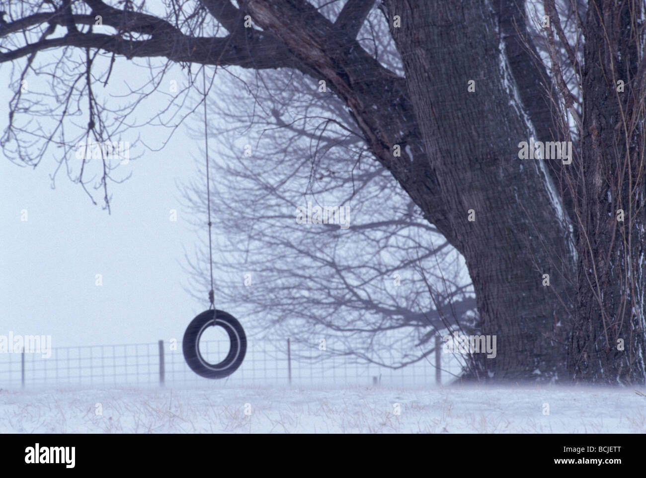 Backyard Tire Swing Hanging From Tree Winter Iowa Stock