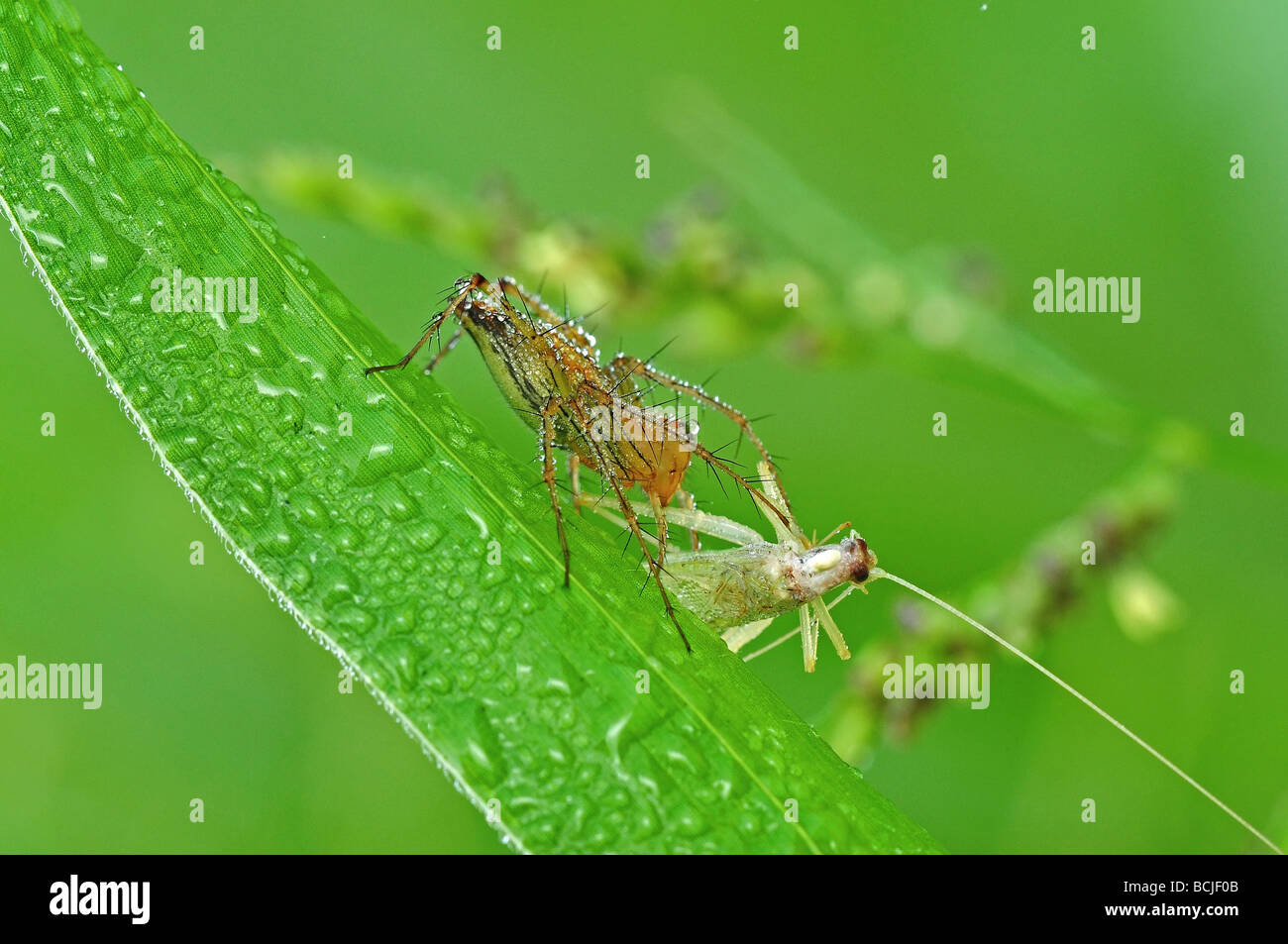 lynx spider eating a grasshopper Stock Photo