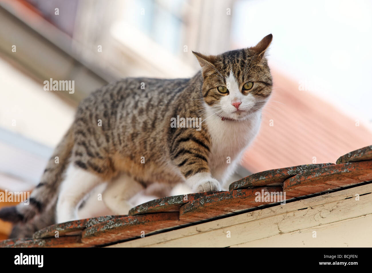A cat sits on a house roof and waits Stock Photo - Alamy