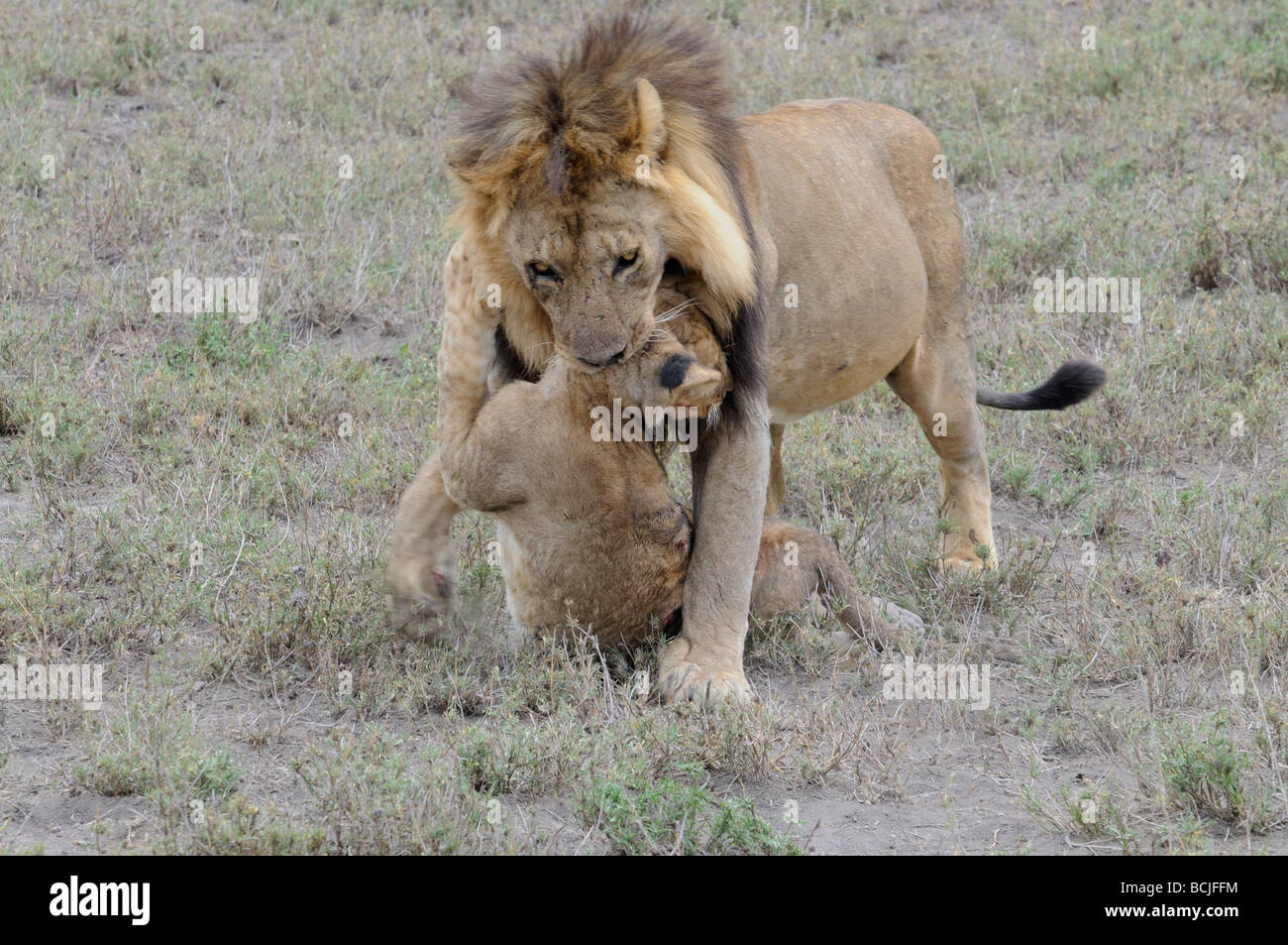 Stock photo of a male lion killing a cub, Ndutu, Tanzania, February