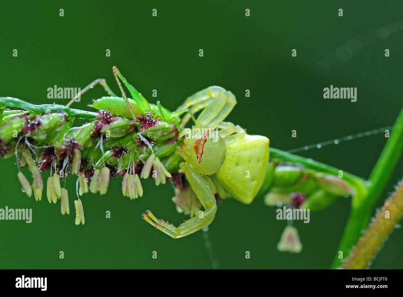 crab spider eating a Stock Photo Alamy