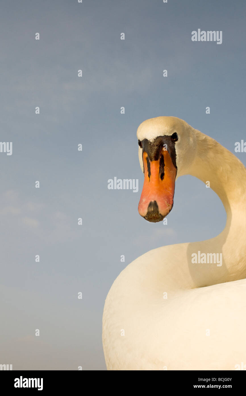 Mute Swans (Cygnus olor) Stock Photo