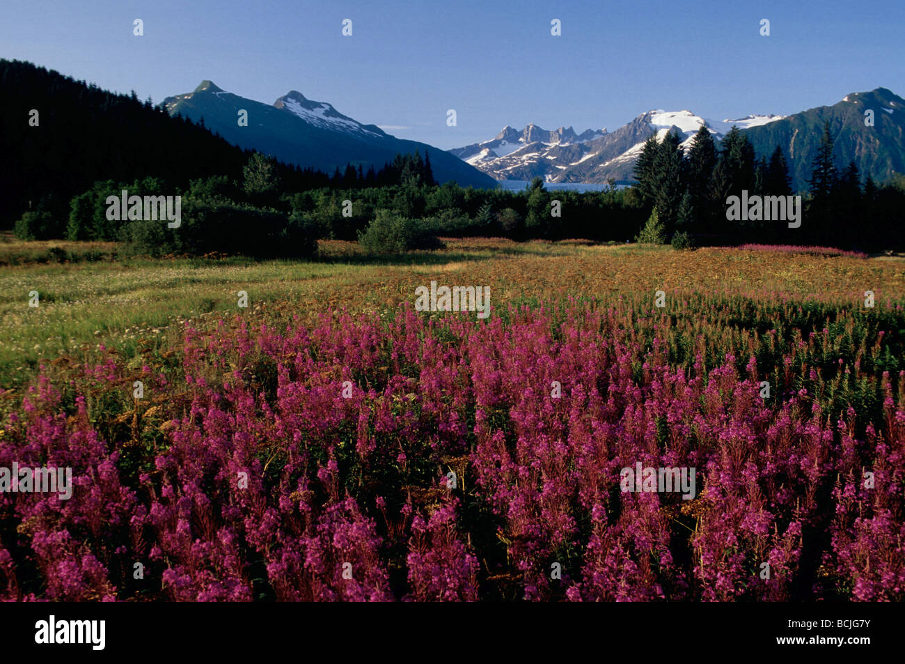 Fireweed Field & Mendenhall Glacier Landscsape SE Alaska Stock Photo ...