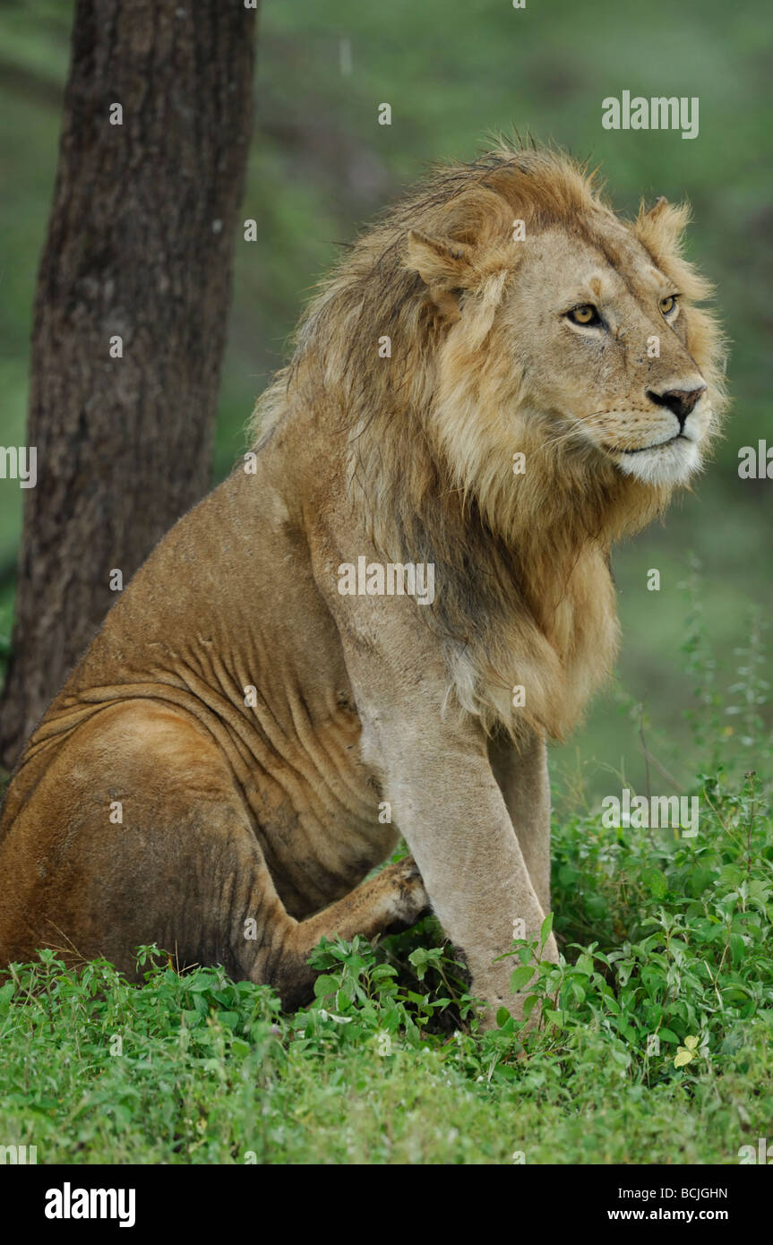Lion scratching tree High Resolution Stock Photography and Images Alamy
