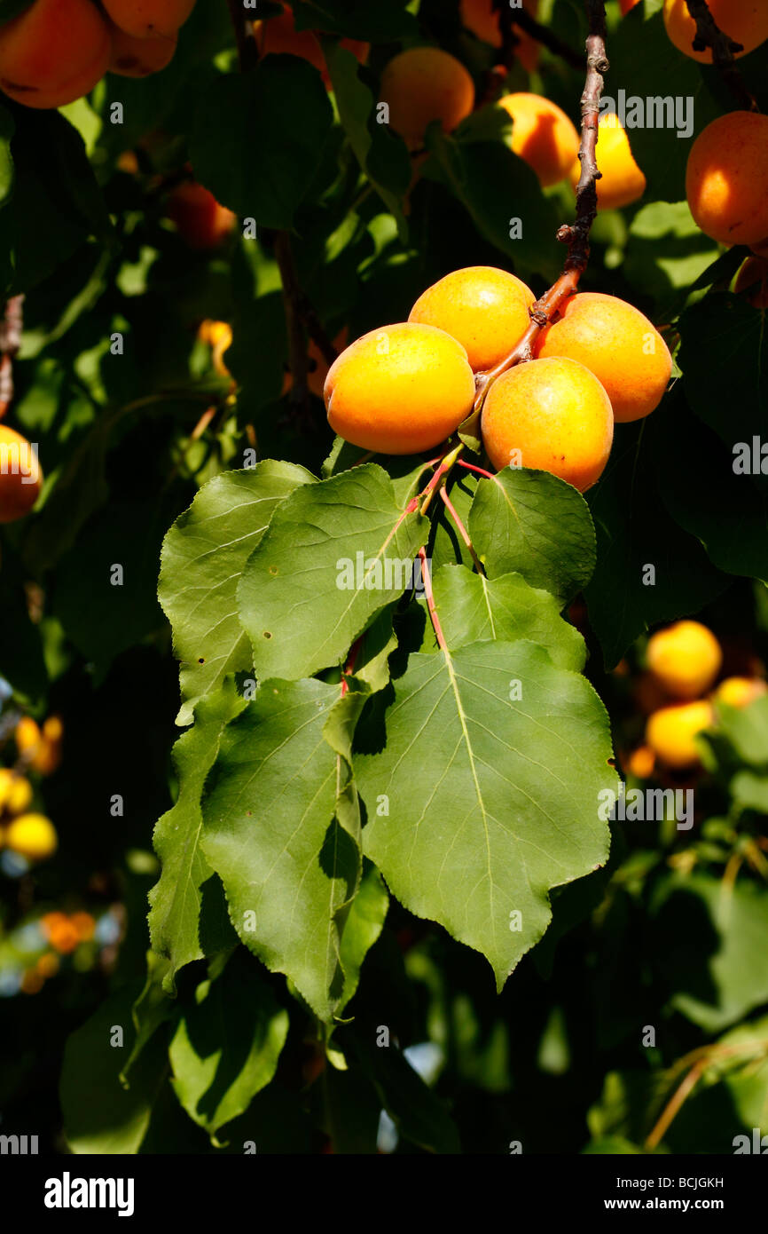 Details of fruits and leaves of apricot Alicante Spain Stock Photo Alamy