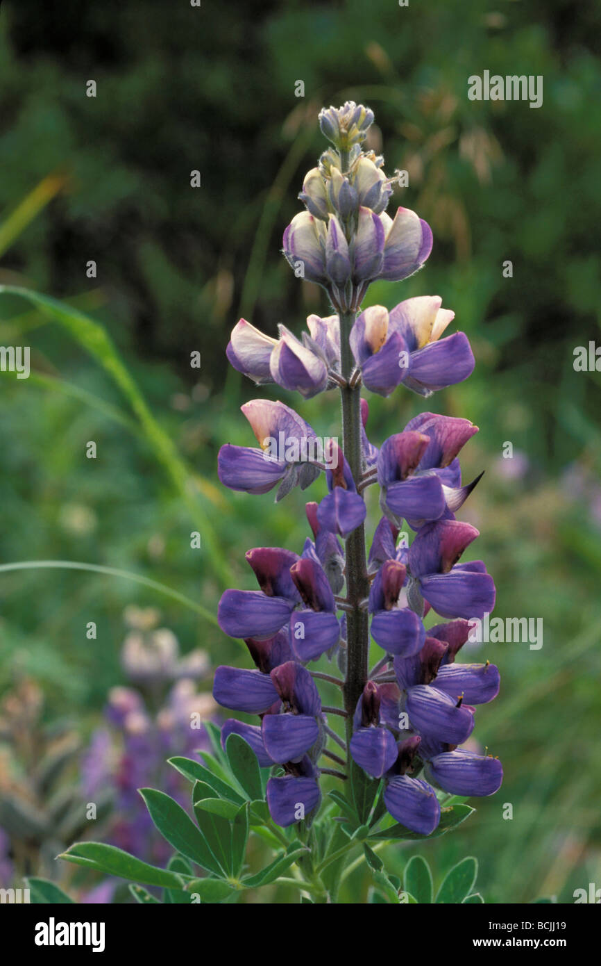 Closeup of Lupine Bloom Summer Alaska Stock Photo