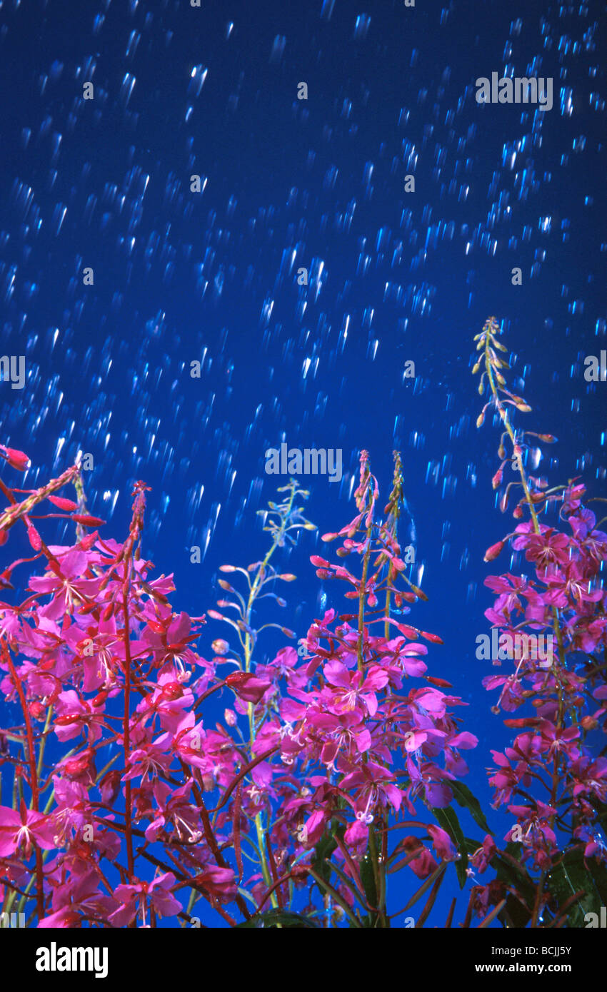 Rain Falling on group of Fireweed Studio shot Stock Photo