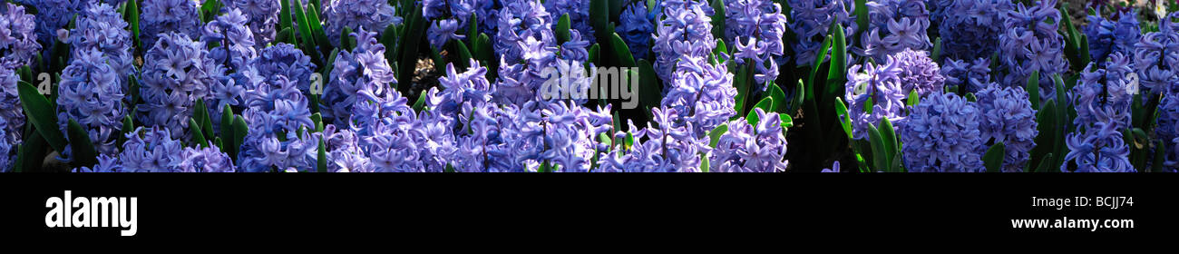 Common Hyacinth Hyacinthaceae Hyacinthus orientalis Blue Jacket or grape Hyacinth Spring in Botanic garden April 09 Stock Photo