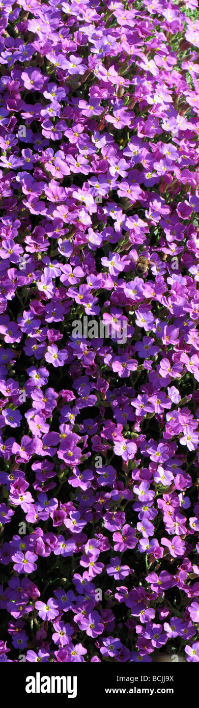 Rock Cress or false rockcress or purple rockcress or Lilacbush common Aubrietia deltoidea Spring in Botanic garden April 09 Stock Photo